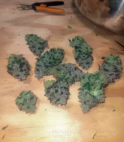 Do-Si-Dos (Pyramid Seeds) Cannabis-Samen