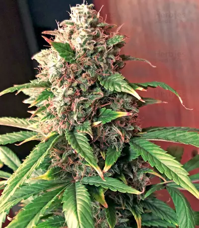 Ese T. Bilbo Auto (Genehtik Seeds) Cannabis-Samen