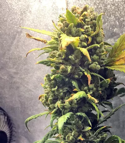 G Force (Flying Dutchmen) Cannabis-Samen