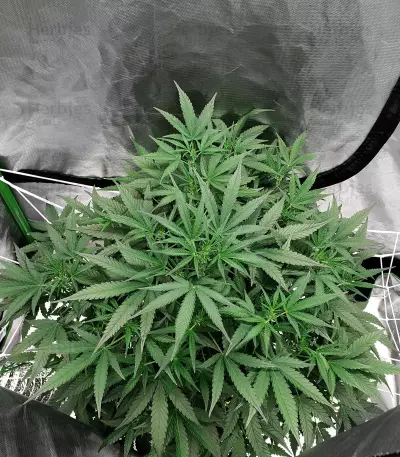 Girl Scout Cookies (Big Head Seeds) Cannabis-Samen