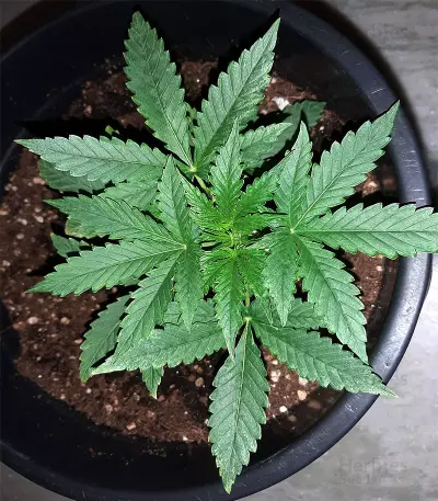 Girl Scout Cookies (Big Head Seeds) Cannabis-Samen