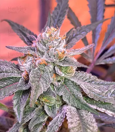 Gorilla Cookies (Big Head Seeds) Cannabis-Samen