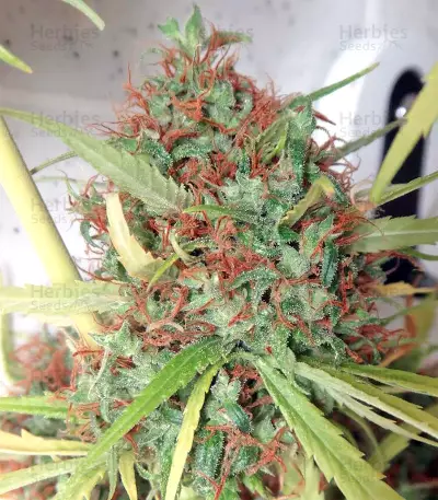 Honduras Regular (Ace Seeds) Cannabis-Samen