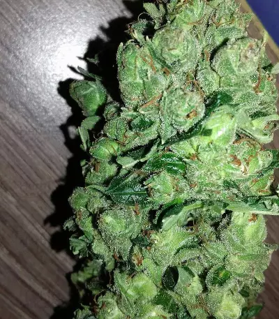 Keramatic Auto (Kera Seeds) Cannabis-Samen