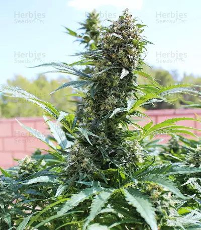 King Kong (Dr. Underground) Cannabis-Samen