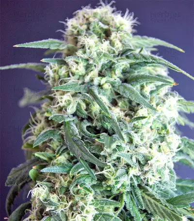Kripple Roulette (Dr. Krippling Seeds) Cannabis-Samen