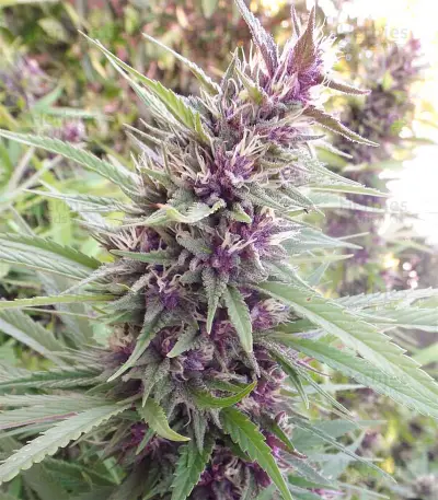 Malawi x PCK (Ace Seeds) Cannabis-Samen