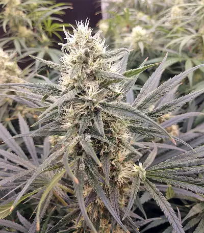 Malawi x Panama (Ace Seeds) Cannabis-Samen