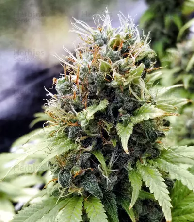 Colombia Mangobiche regular (CannaBioGen) Cannabis-Samen