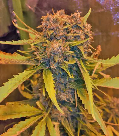 Northern Cheese Haze Auto (Mephisto Genetics) Cannabis-Samen
