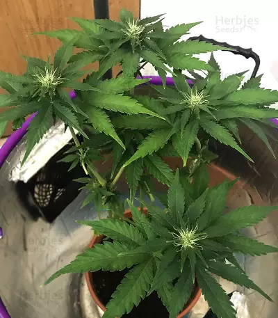 Ruderalis Skunk regular (Sensi Seeds) Cannabis-Samen