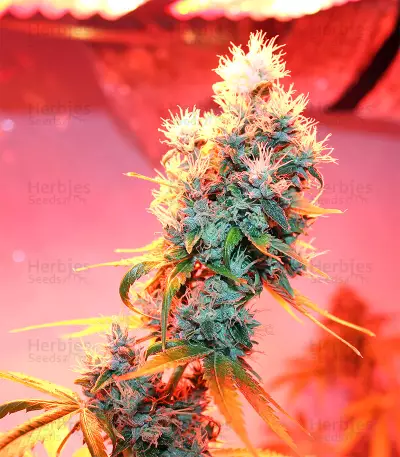 Ruderalis Skunk regular (Sensi Seeds) Cannabis-Samen