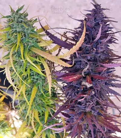 Thai Chi (Ace Seeds) Cannabis-Samen