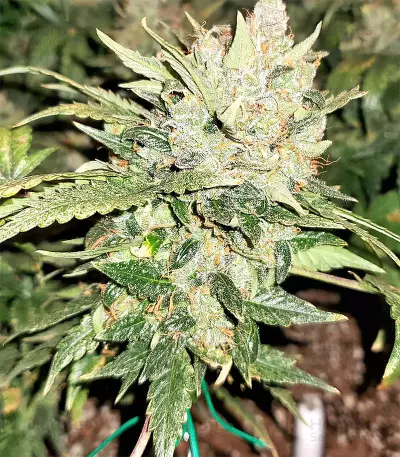 White Critical (White Widow +) (Original Sensible Seeds) Cannabis-Samen