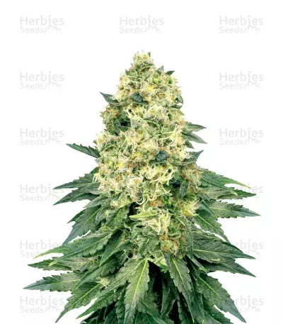 White Widow Regular (White Label) Cannabis-Samen