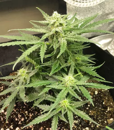 Auto Gelato (Female Seeds) Cannabis-Samen