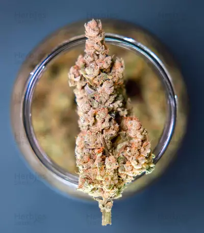 Bay Burger Early Version feminisierte Samen (Delicious Seeds)