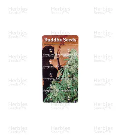 Calamity Jane Auto (Buddha Seeds)