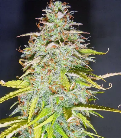 Candy Kush Auto (Auto Seeds) Cannabis-Samen