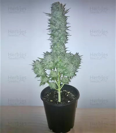 Green Love Potion (Samsara Seeds) Cannabis-Samen