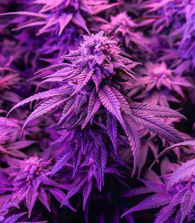 Gummy Skunk Fast Version feminisierte Samen (EGS)