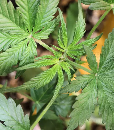 Headlights Kush Auto strain