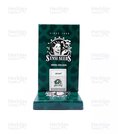 Jack Flash regular (Sensi Seeds) Cannabis-Samen