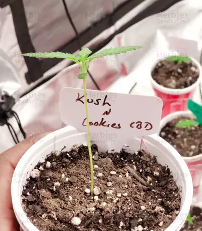 Kush 'N' Cookies CBD (Garden of Green Seeds) Cannabis-Samen