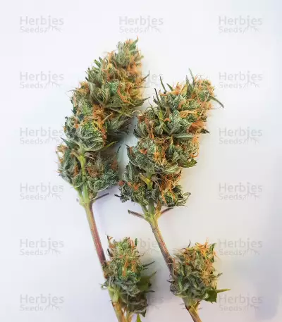 Lord Kush feminisierte Samen (Delicious Seeds)