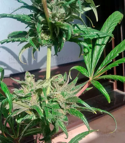 Pure Kush (GHS) Cannabis-Samen