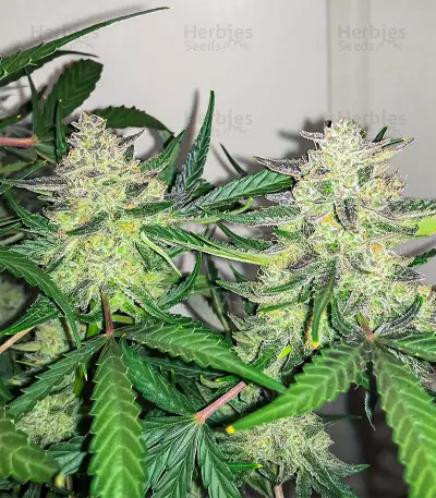 Scarlet Skunk Autoflower feminisierte Samen (EGS)