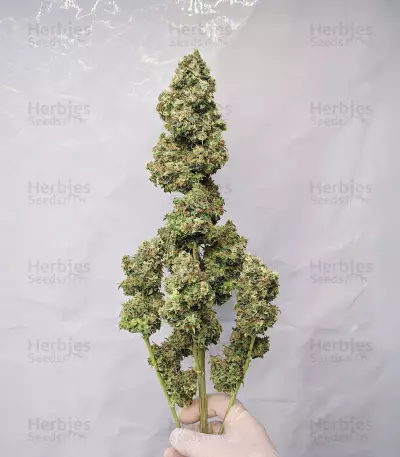Sour Jealousy Auto feminisierte Samen (Fast Buds)