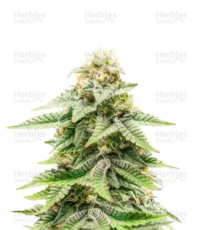 1-800-Cinderella-99 Autoflower feminisierte Samen (Seedkeepers)