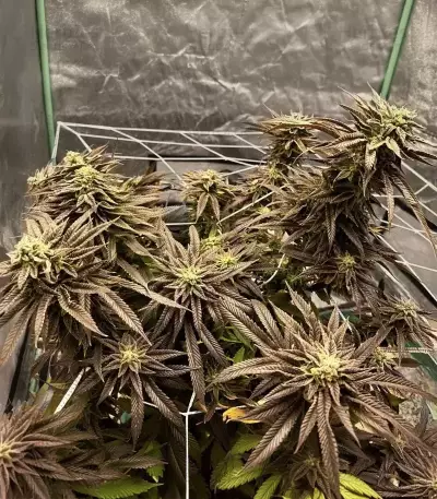 Banana Punch Samen feminisiert (Barney's Farm)