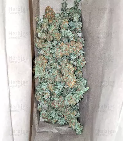 Blackberry Gum feminisierte Samen