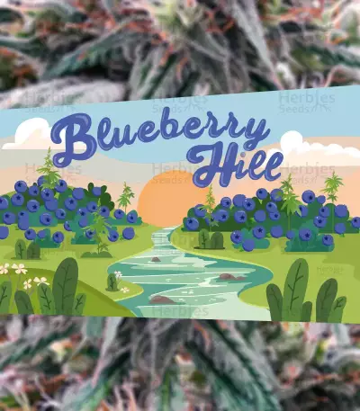 Blueberry Hill feminisierte Samen (Herbies Seeds)
