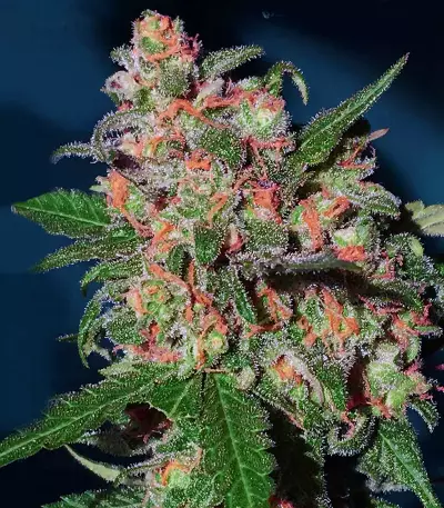 Bruce Banner #3 feminisierte Samen (Original Sensible Seeds)