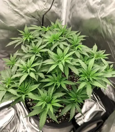 California Orange Cheese (Big Buddha Seeds) Cannabis-Samen