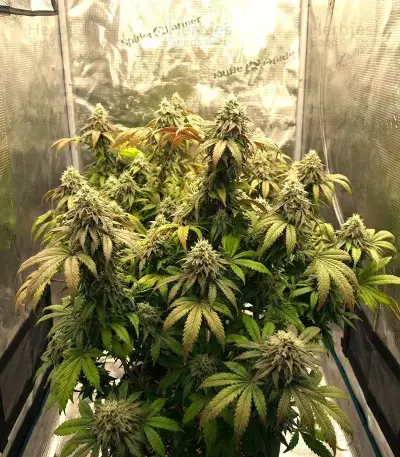 Double Cream (Cream of the Crop Seeds) Cannabis-Samen