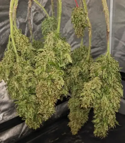 Green Gelato Automatic (RQS) Cannabis-Samen