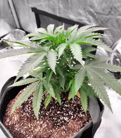 Humboldt Dream feminisierte Samen (Humboldt Seed Company)