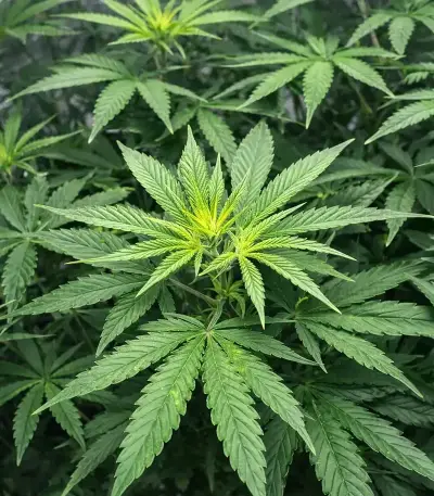 Insane OG (Herbies Seeds)