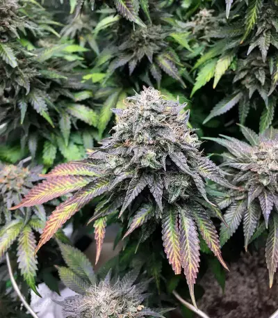 Mimosa EVO feminisierte Samen (Barney's Farm)