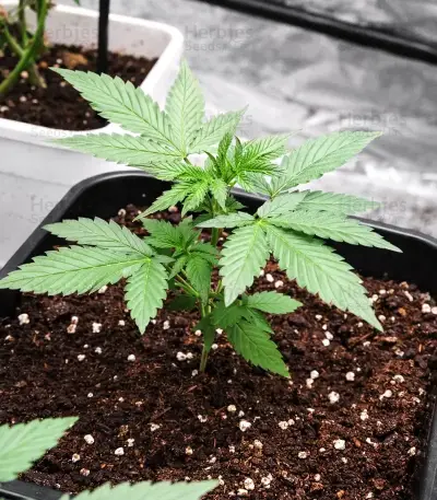 Neville's Rose Auto feminisierte Samen (Delicious Seeds)