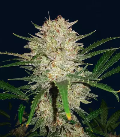Original Auto Sour Diesel (Fast Buds) Cannabis-Samen