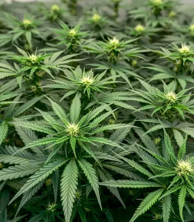 Power Bud (Blackskull Seeds) Cannabis-Samen