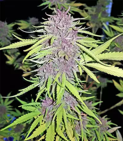 Pure Kush (Original Sensible Seeds) Cannabis-Samen