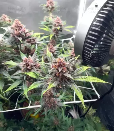 Purple Lemonade Poison Autoflower feminisierte Samen (Seedkeepers)