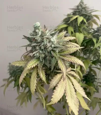 Skunk (Zambeza Seeds) Cannabis-Samen