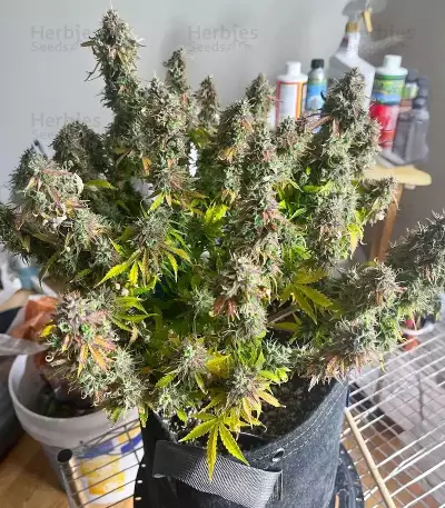 S.O.D.K Auto (Mephisto Genetics) Cannabis-Samen